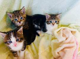 Kittens
