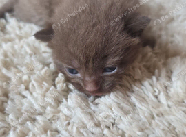 Russian blue x BSH Kittens
