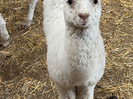 Male cria