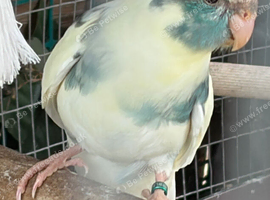 Aviary bred kakariki