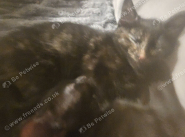 Hi i have 2 female kittens for sale they need to be rehomed together &pound;100 for two