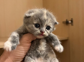 Scottish Fold & Straight Kittens