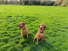 Labrador boy