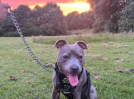 Staffordshire bull terrier