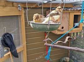 Baby Fife Canaries For Sale