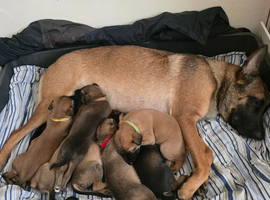 Belgium malinois cross suluki pups
