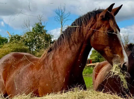 A fantastic opportunity to acquire a proven 1.30m showjumping mare with an exceptional old-school performance pedigree.