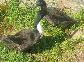 Ducks looking for homes