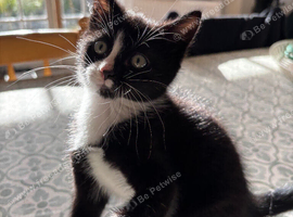 8 week old kitten looking for forever home