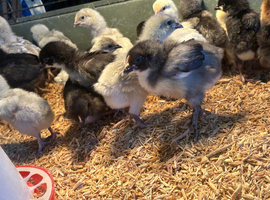 Pekins cream legbar and silver French copper maran