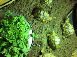 Leopard Tortoises