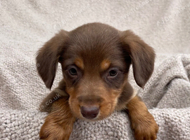 Gorgeous Cocker Spaniel x Collie pups