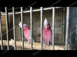 Breeding pair Galah cockatoos