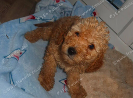 Cockapoo puppies