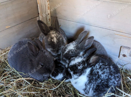 4 Beautiful rex babies available, male and female