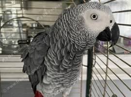 Male African grey