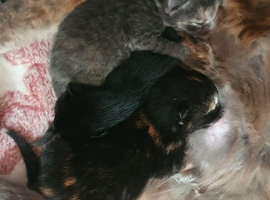 Kittens