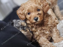 Toy Poodles ***Ready NOW 2 LEFT***