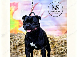 Billionaire Bill Staffordshire bull terrier stud