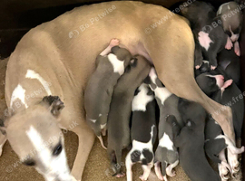 Beautiful whippet puppies