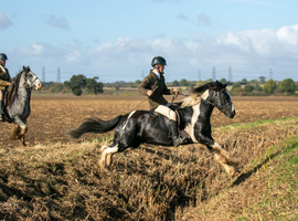 Stunning CHAPS show cob, safe & fun all rounder. 5 years old 14.2hh