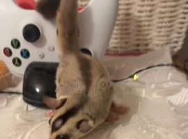 2 male sugar gliders