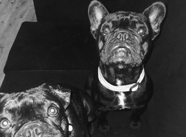 2 x female French bulldogs