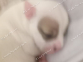 Staffordshire bull terriers puppys