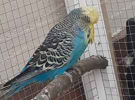 Adult budgies show type blue