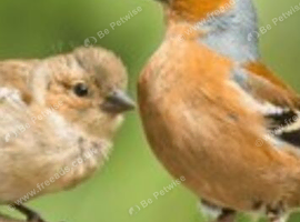 Chaffinch
