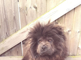 Chow chow