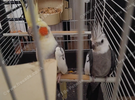 pair of 2025 cockatiels