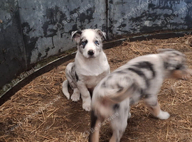 Farm border collie puppies