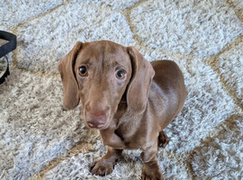 Chocolate dachshund puppy