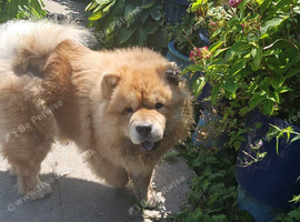 Chow chow girl pedigree