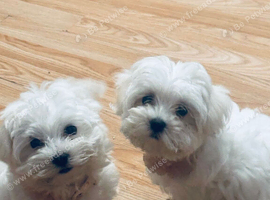 Bichon Maltese Luna &Stella