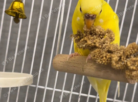 2 paired budgies with cage and accessories.