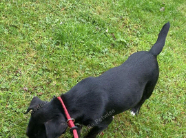 Bella jack russell