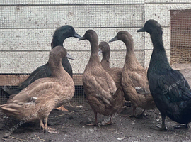 POL khaki campbell ducks