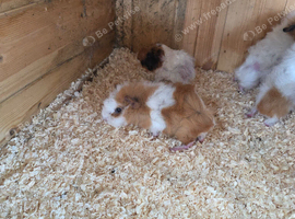 Baby female guinea pigs