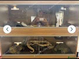 2 ball/royal pythons