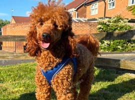 Beautiful 4th generation Red Minature Poodle Pups