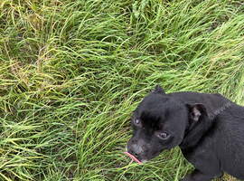 Staffordshire bull terrier