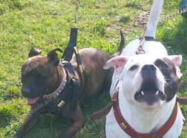 Staffordshire bull terrier puppys