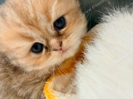 Stunning pure bred Persian kittens