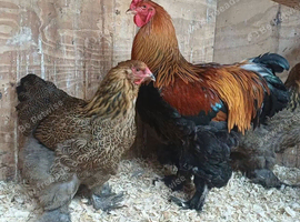 Gold Partridge Brahma Trio