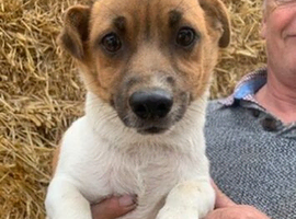 Jack Russell cross chihuahua puppies