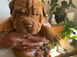 Ridgeback x Sharpei