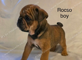 Beautiful English bulldog puppies