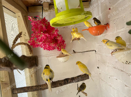 Canary for sale